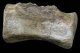 Struthiomimus Caudal Vertabrae - Montana #54906-1
